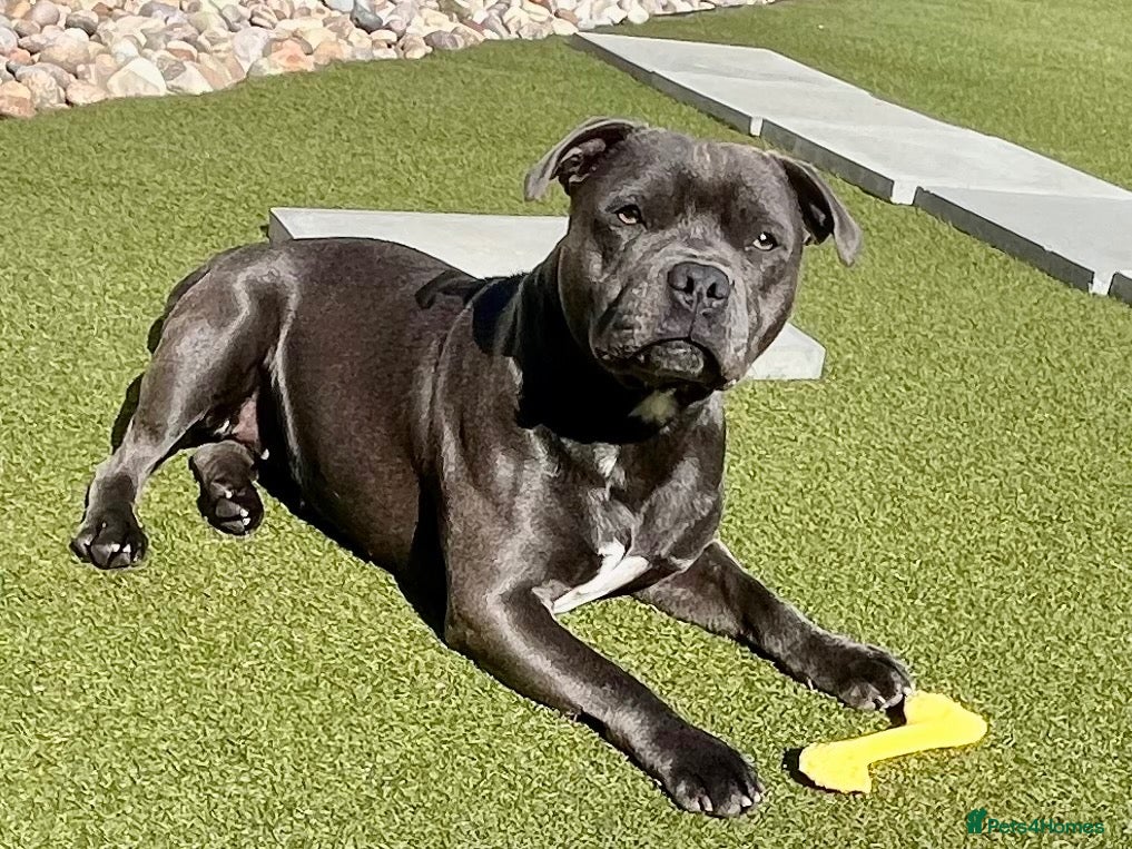 Staffordshire Bull Terrier dogs 🐾 GUARDIAN HOME NEEDED – 18-MONTH-OLD STAFFIE 🐾 - Advert 2