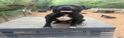 Mixed Breed dogs for sale: Rome Cane Corso x Dogue de Bordeaux  - Advert 2