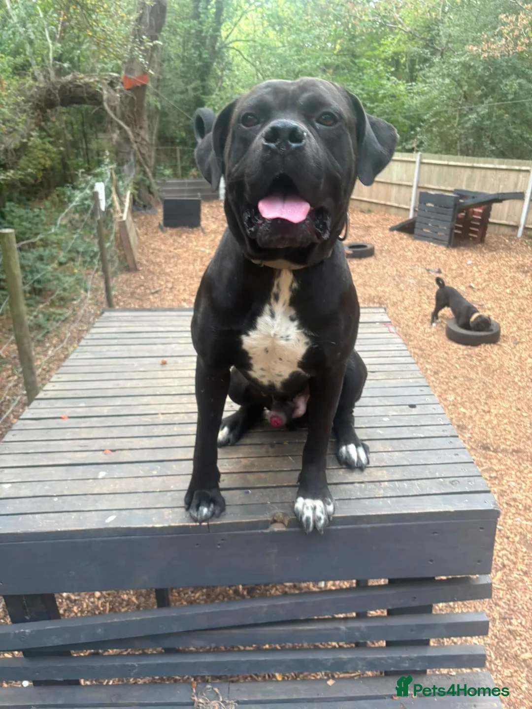 Mixed Breed dogs for sale: Rome Cane Corso x Dogue de Bordeaux  - Advert 2