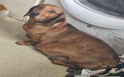 Dachshund dogs for sale: Dachshund puppies for sale  - Image 14