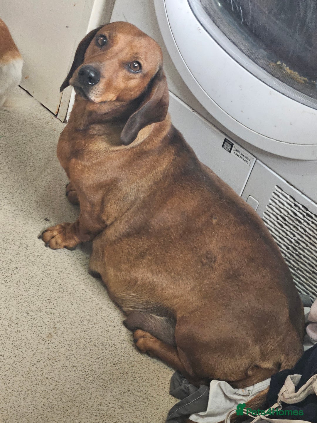 Dachshund dogs for sale: Dachshund puppies for sale  - Image 14