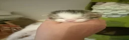 Mixed Breed cats for sale: Beautiful kittens looking for loving homes  - Advert 8
