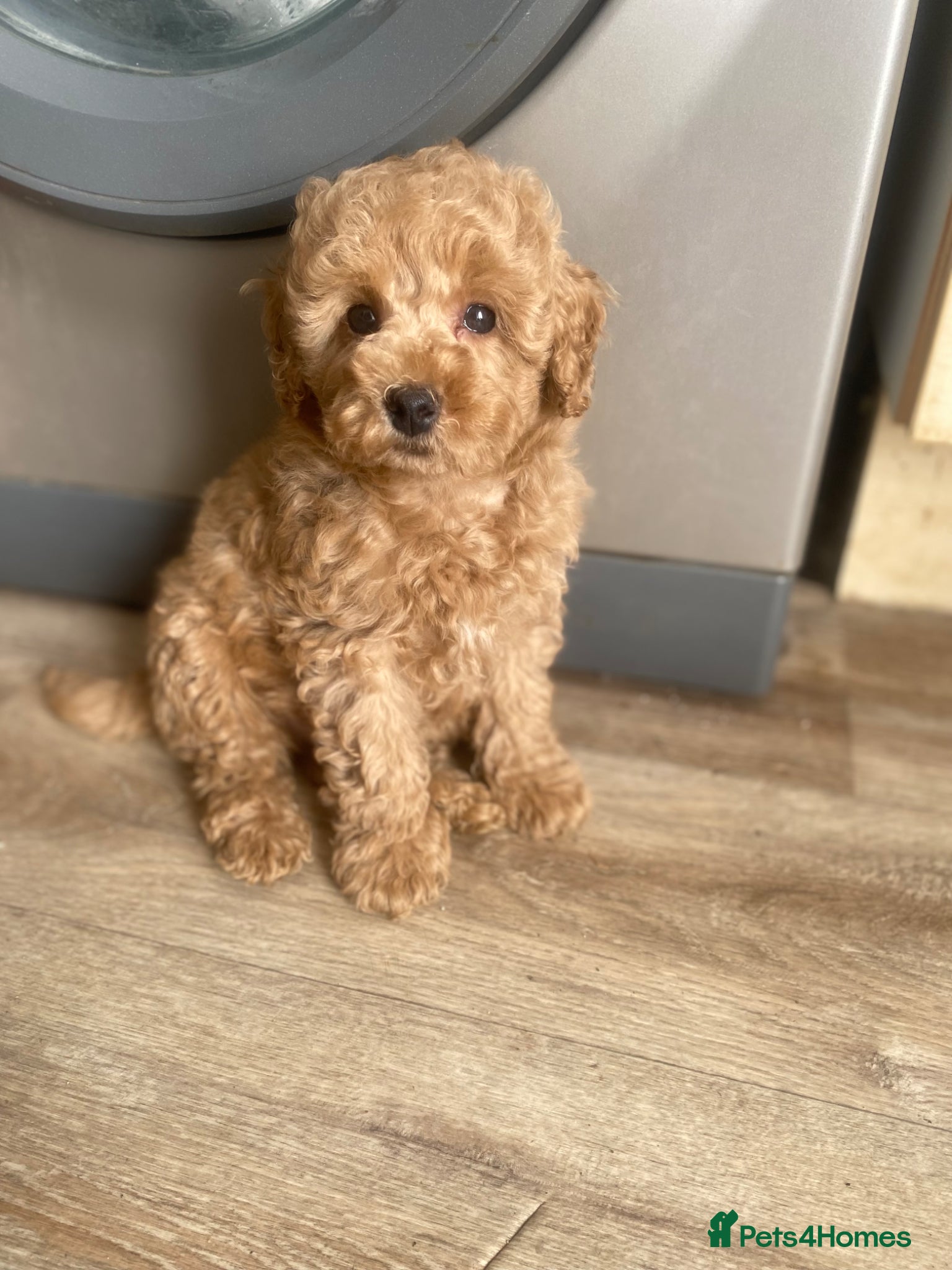 Toy Poodle dogs Toy Poodles KC Registered Boy  - Advert 1