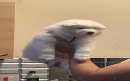 Samoyed dogs for sale: Puppy for sale  - Image 3
