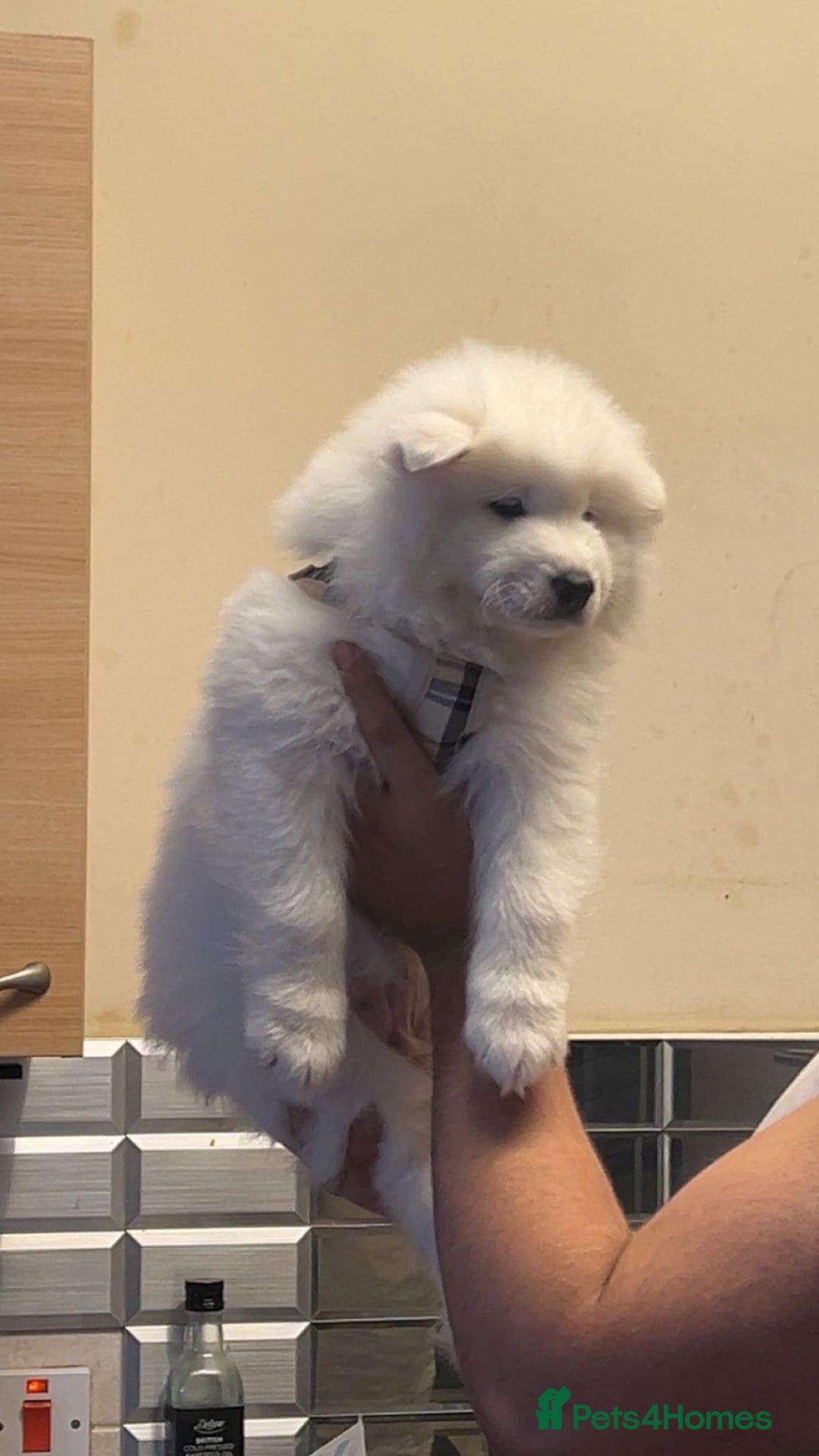 Samoyed dogs for sale: Puppy for sale  - Image 3