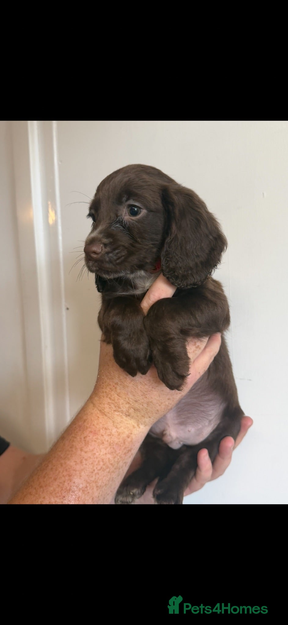 Cocker Spaniel dogs 6 Beautiful Cocker Spaniel Pups - Advert 1