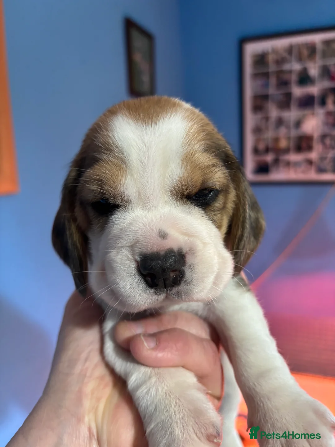 Beagle dogs for sale: Beautiful Tri coloured Beagle bitch puppies  - Advert 2