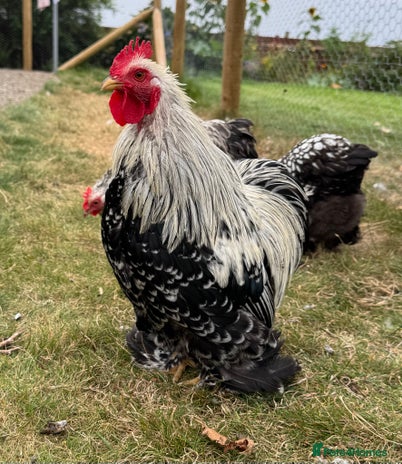Chickens poultry - Advert 14