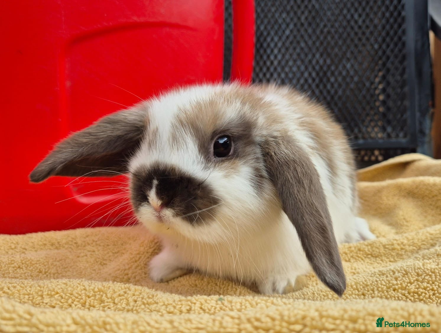 Mini Lop rabbits 8 weeks old mini lops all picture available  - Advert 2