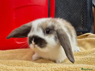 Mini Lop rabbits 8 weeks old mini lops all picture available - Advert 2