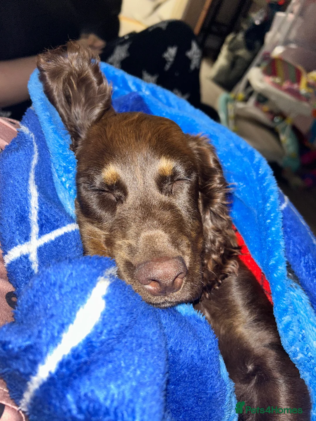 Cocker Spaniel dogs for sale:   Gorgeous working cocker spaniel for sale  - Advert 5