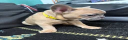 French Bulldog dogs for sale: Beautiful French Bulldog puppies - Advert 36