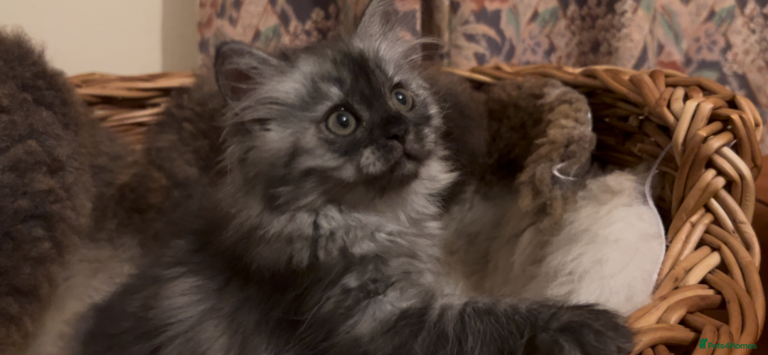 Munchkin cats for sale: Sweet Munchkins 🤗 - Image 22