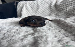 Miniature Dachshund dogs for sale: 3 gorgeous miniature dachshund girls  - Advert 3