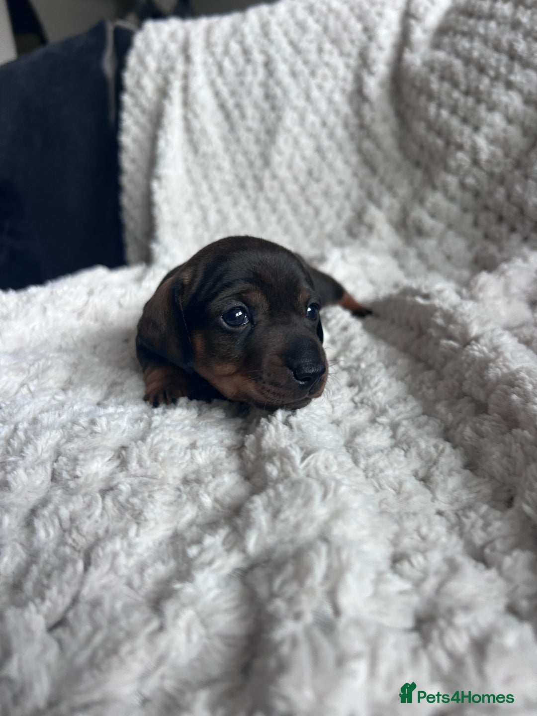 Miniature Dachshund dogs for sale: 3 gorgeous miniature dachshund girls  - Advert 3