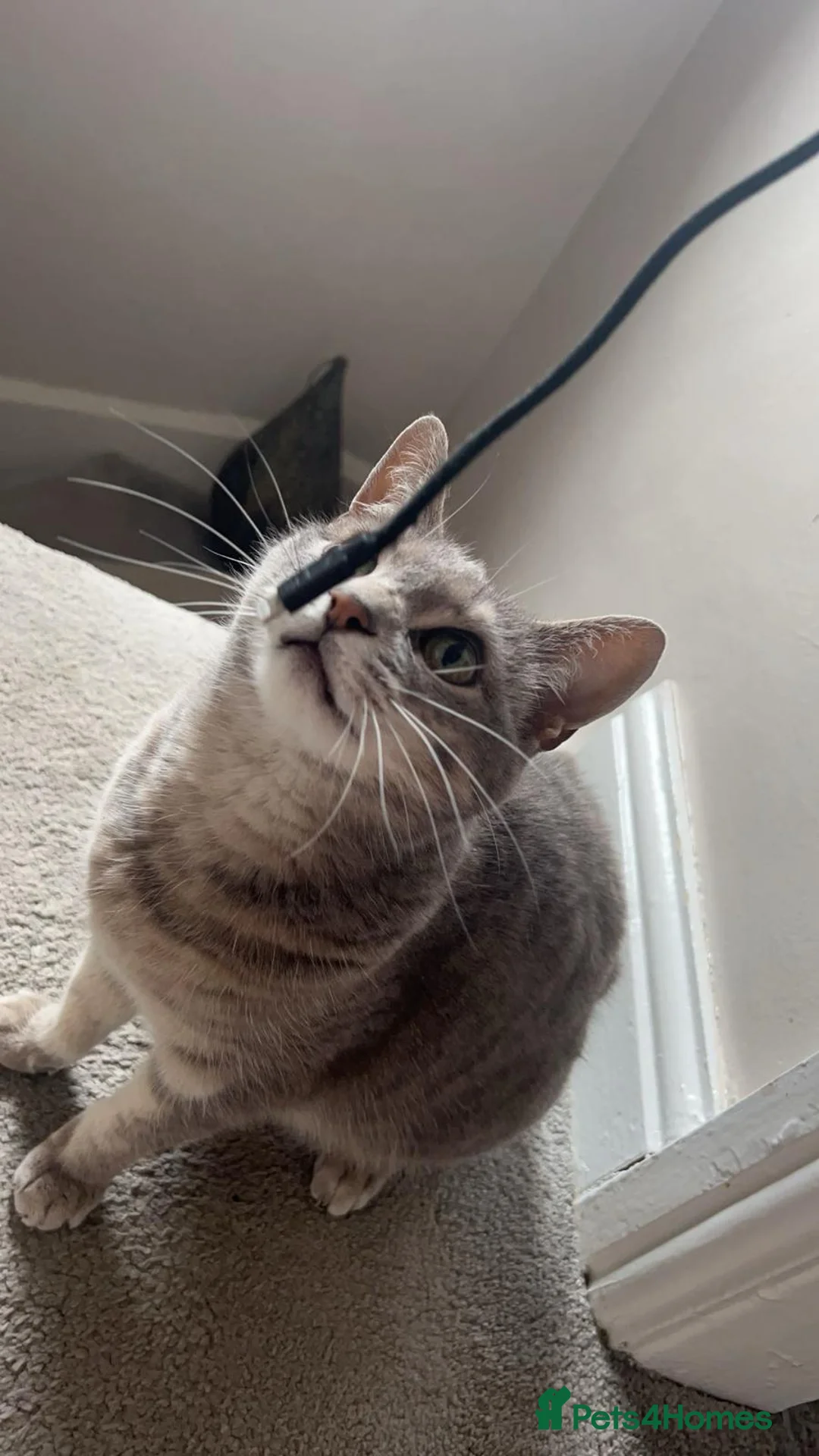 Mixed Breed cats for sale: Pebbles  - Advert 2