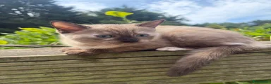 Kitten 1 