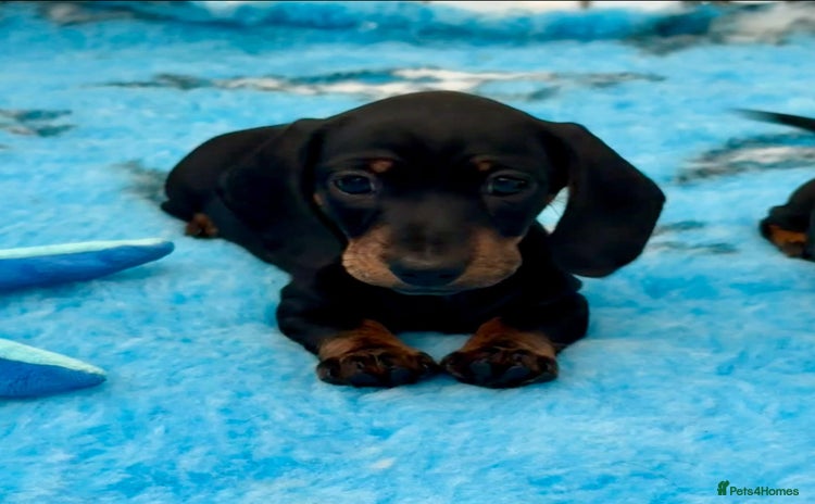 Miniature Dachshund dogs - Advert 2