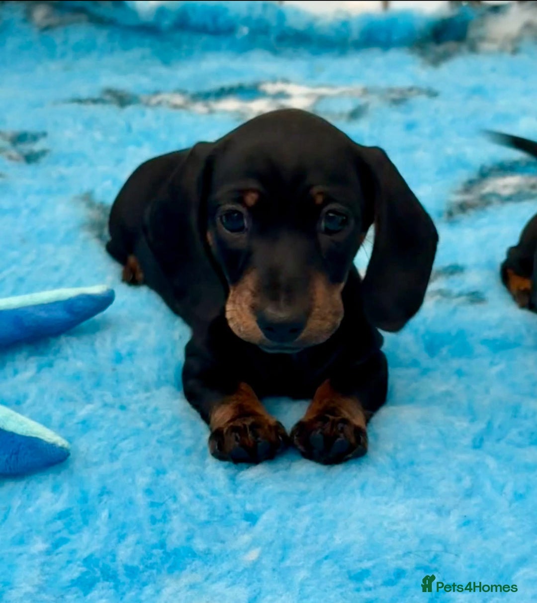 Miniature Dachshund dogs for sale: Beautiful KC Miniature dachshund puppies  - Image 1