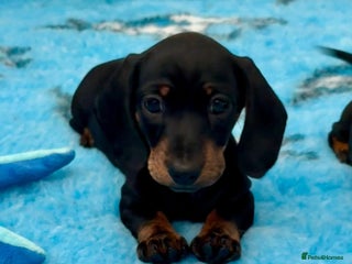 Miniature Dachshund dogs Beautiful KC Miniature dachshund puppies - Advert 1