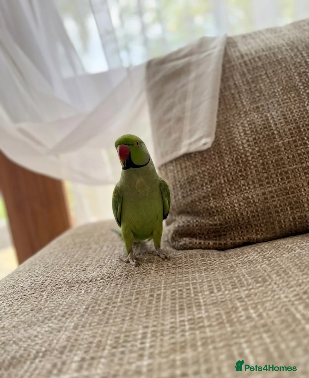 Ringnecks birds for sale:  Bonded Pair of Ringneck Parakeets - Advert 2