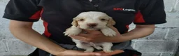 Cocker Spaniel dogs for sale: KC registered working Cocker Spaniel pups for sale - Advert 12