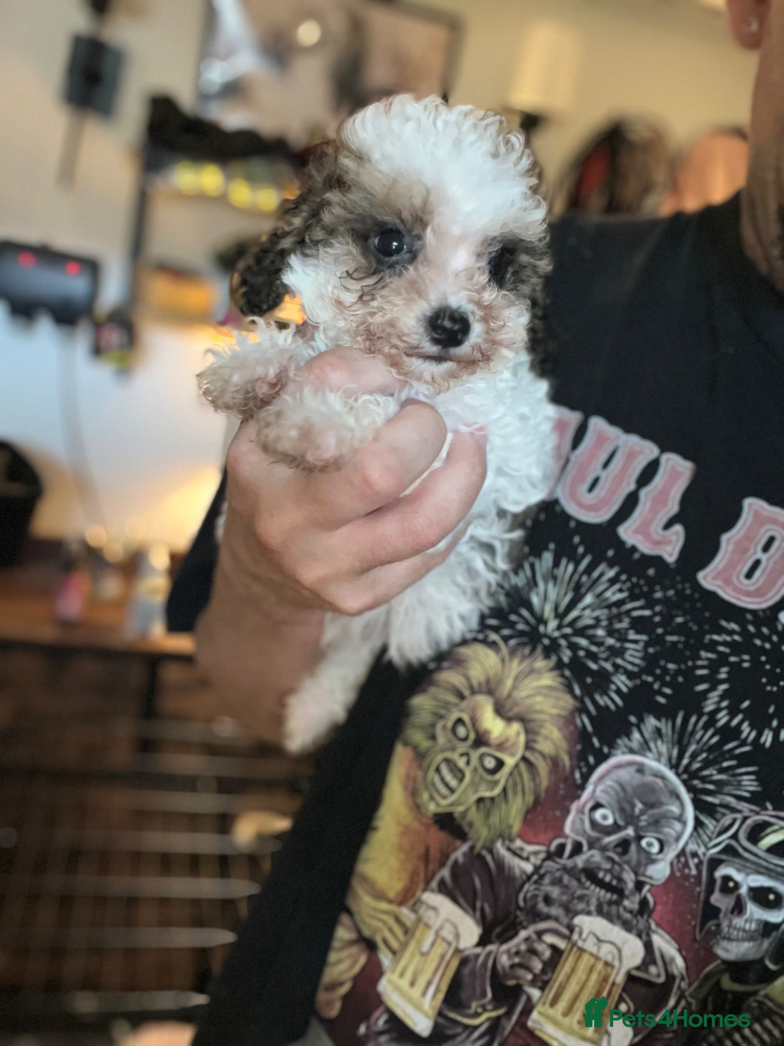 Cavapoo dogs One beautiful cavapoo boy  - Advert 1