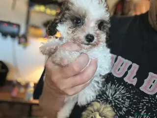 Cavapoo dogs One beautiful cavapoo boy - Advert 1