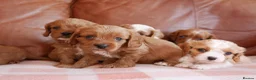 Cavapoo dogs for sale: Stunning Health Tested F1b Cavapoo Puppies - Advert 4