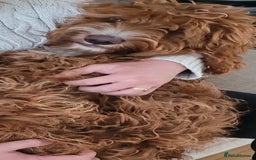 Irish Doodle dogs for sale: 1 year old setterpoo/Irish doodle - Image 10