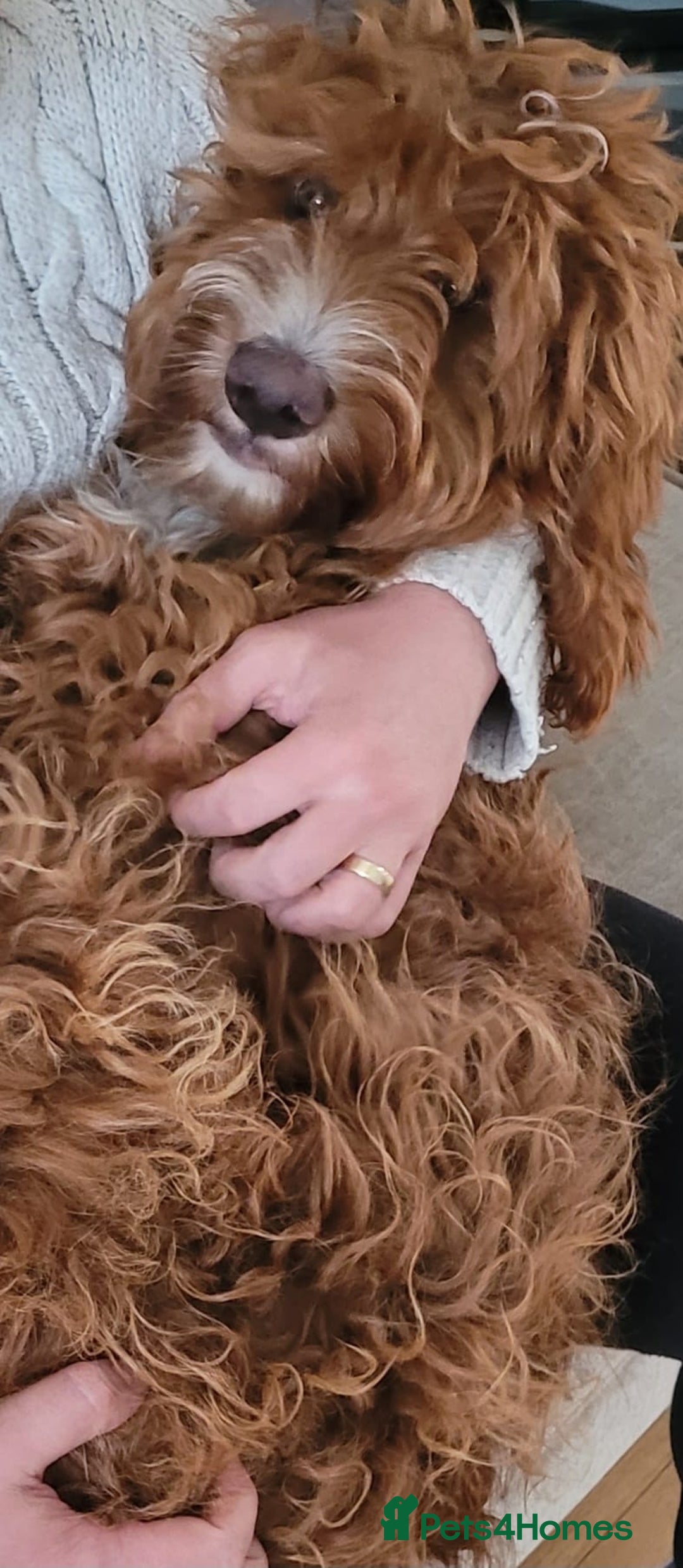 Irish Doodle dogs for sale: 1 year old setterpoo/Irish doodle - Image 10