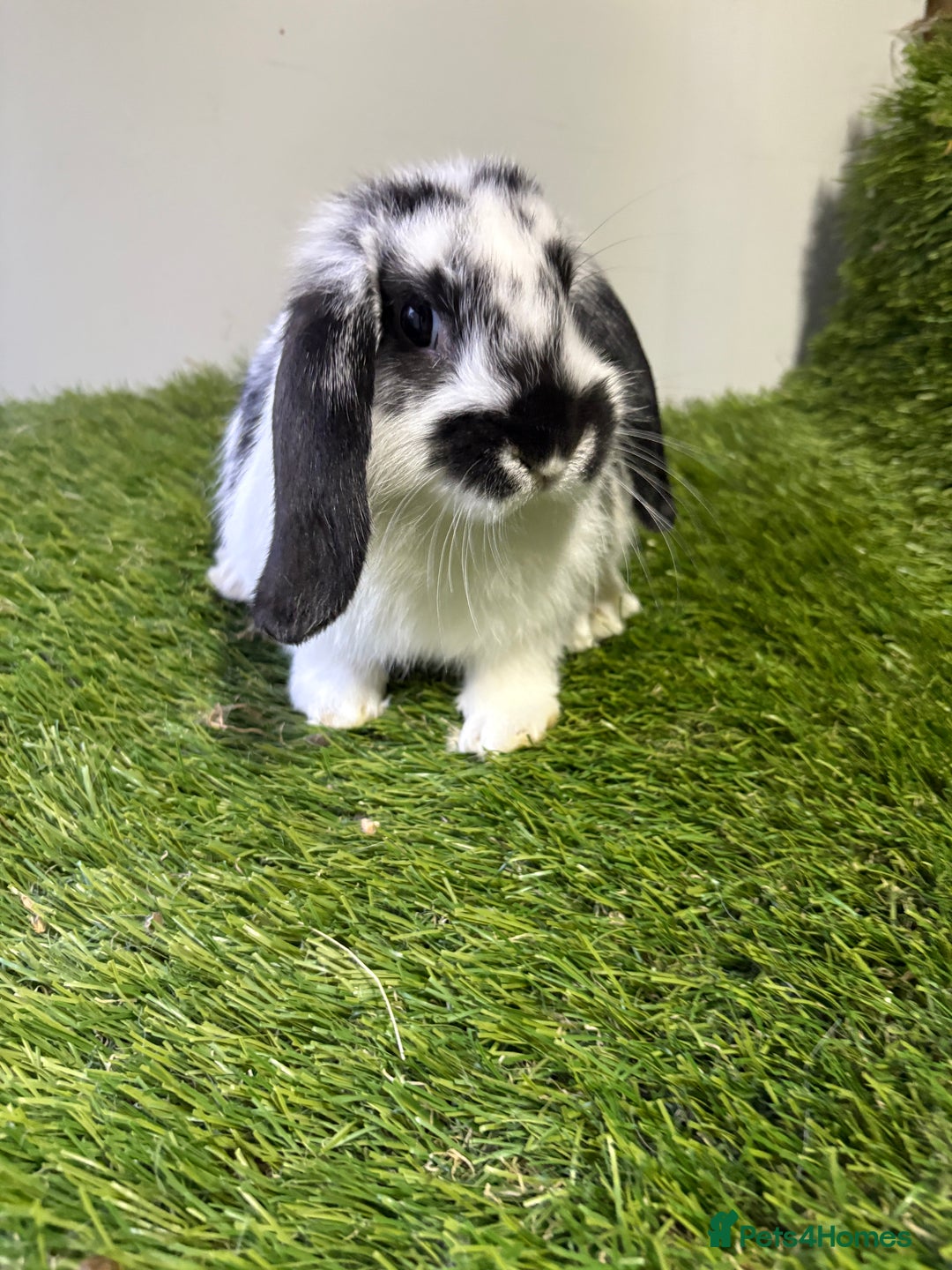 Mini Lop rabbits for sale: Beautiful, friendly mini lops 9 weeks old  - Advert 1