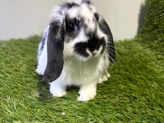Mini Lop rabbits Beautiful, friendly mini lops 9 weeks old - Advert 8