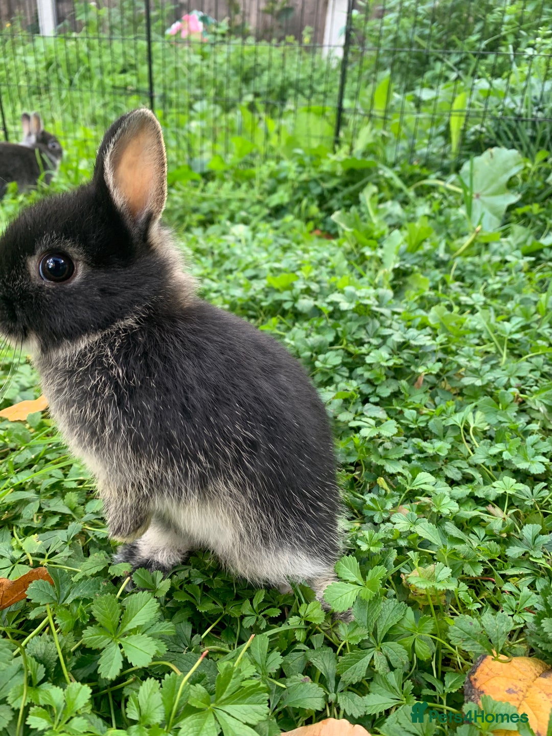 Netherland Dwarf rabbits for sale: Netherland Dwarf Rabbits - Advert 10