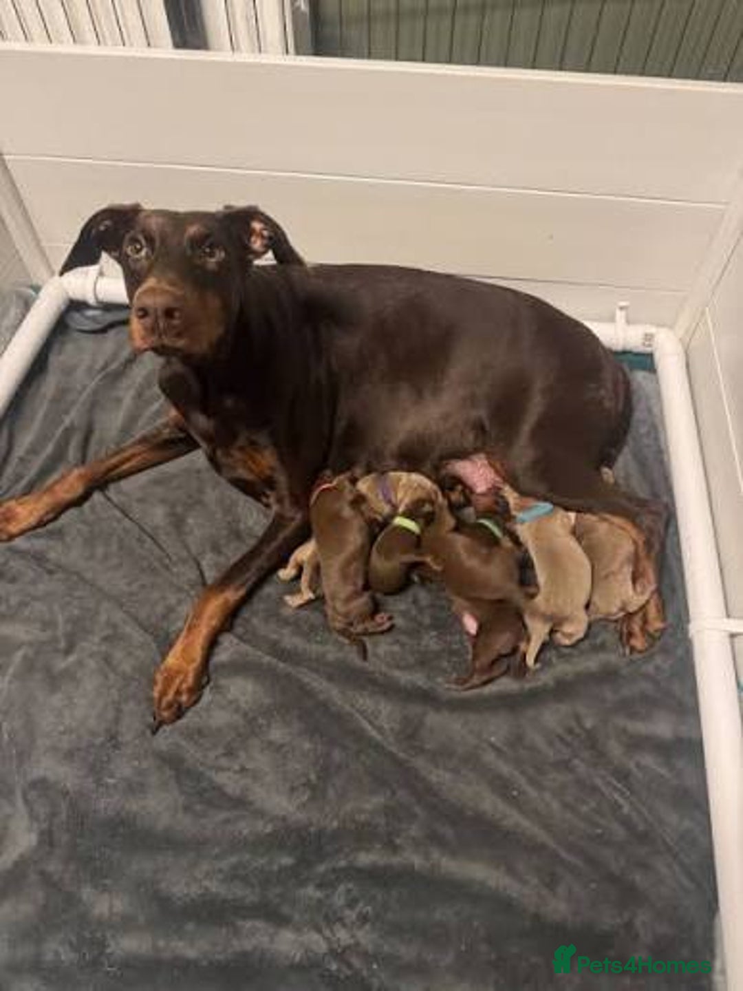 Dobermann dogs for sale: beautiful kc reg choc & Tan female 14 weeks 🏆  - Advert 5