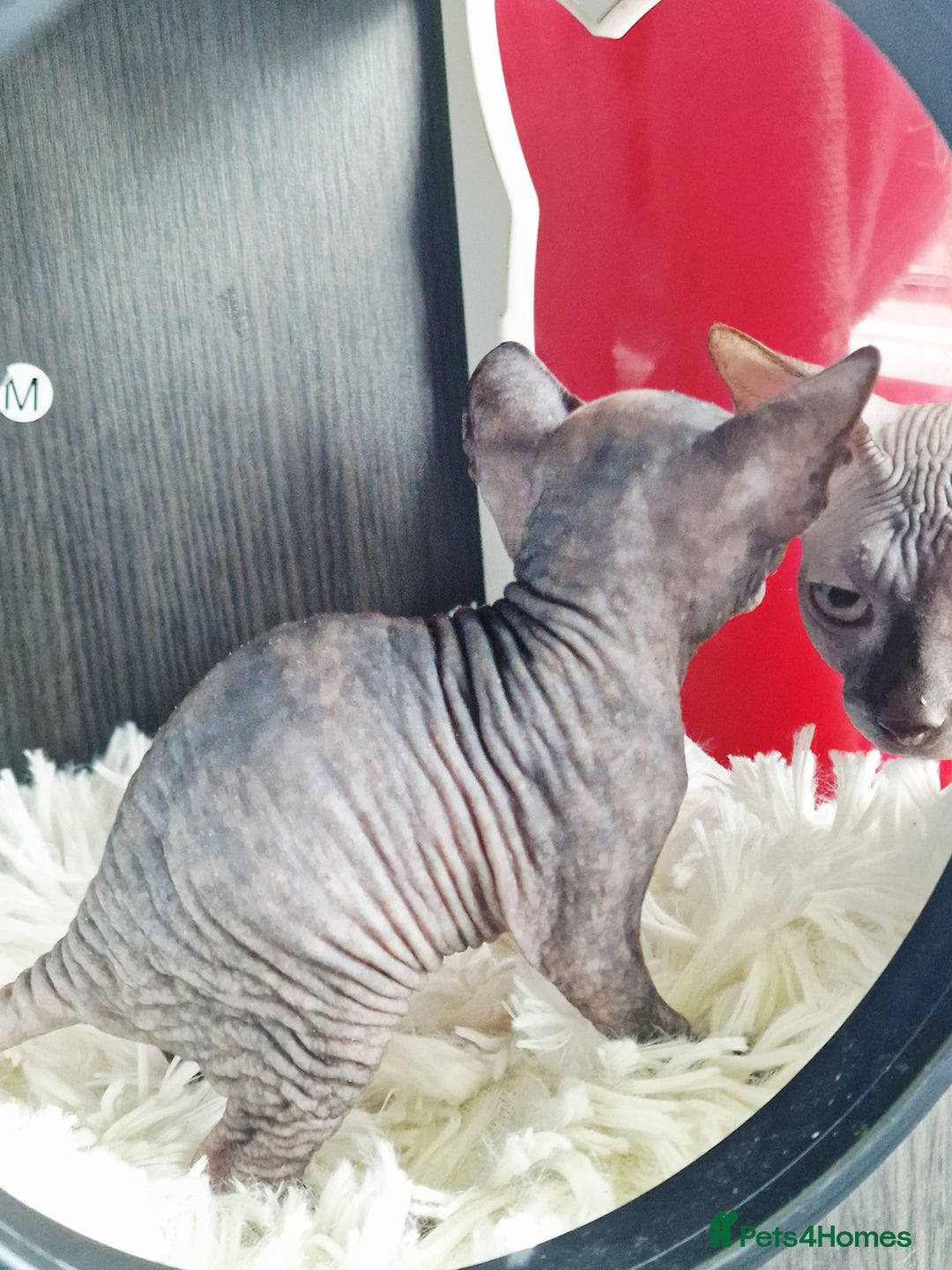 Sphynx cats for sale: Baby sphynx ready for reservation  - Image 15