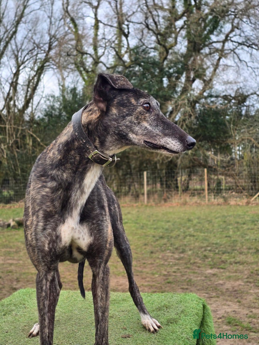 Greyhound dogs for adoption: 🐾 Meet Cass – Bursting with Character 🐾 - Advert 4