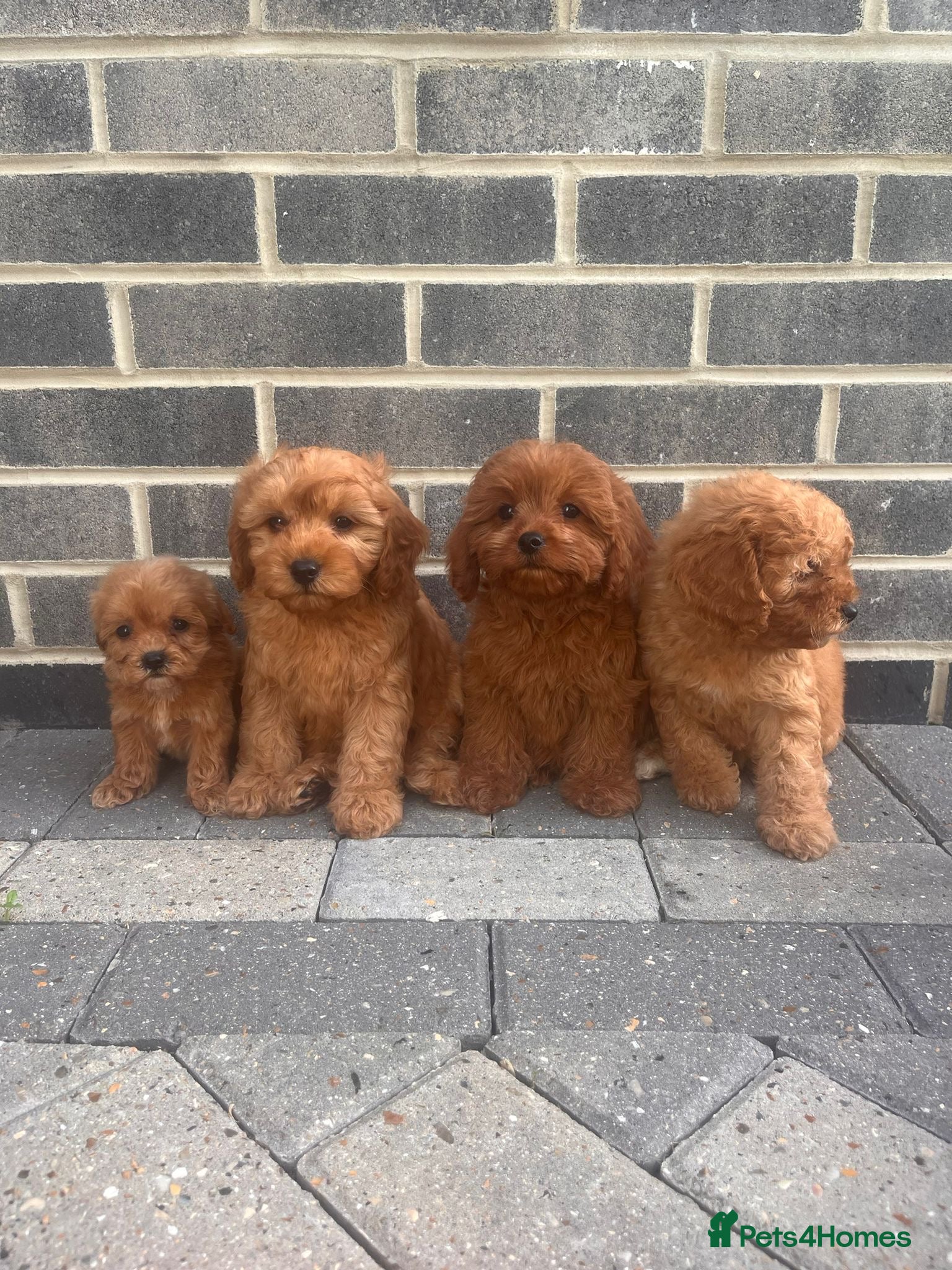 Cavapoo dogs CAVAPOO F1 PUPPYS  1-BOY 3-GIRLS READY 2 LEAVE NOW - Advert 1