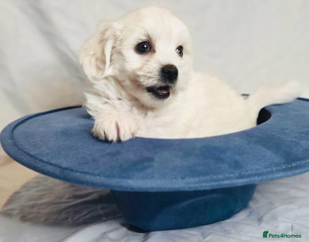 Maltese dogs for sale: ✨ Exquisite Maltese Puppies Available✨ - Advert 7