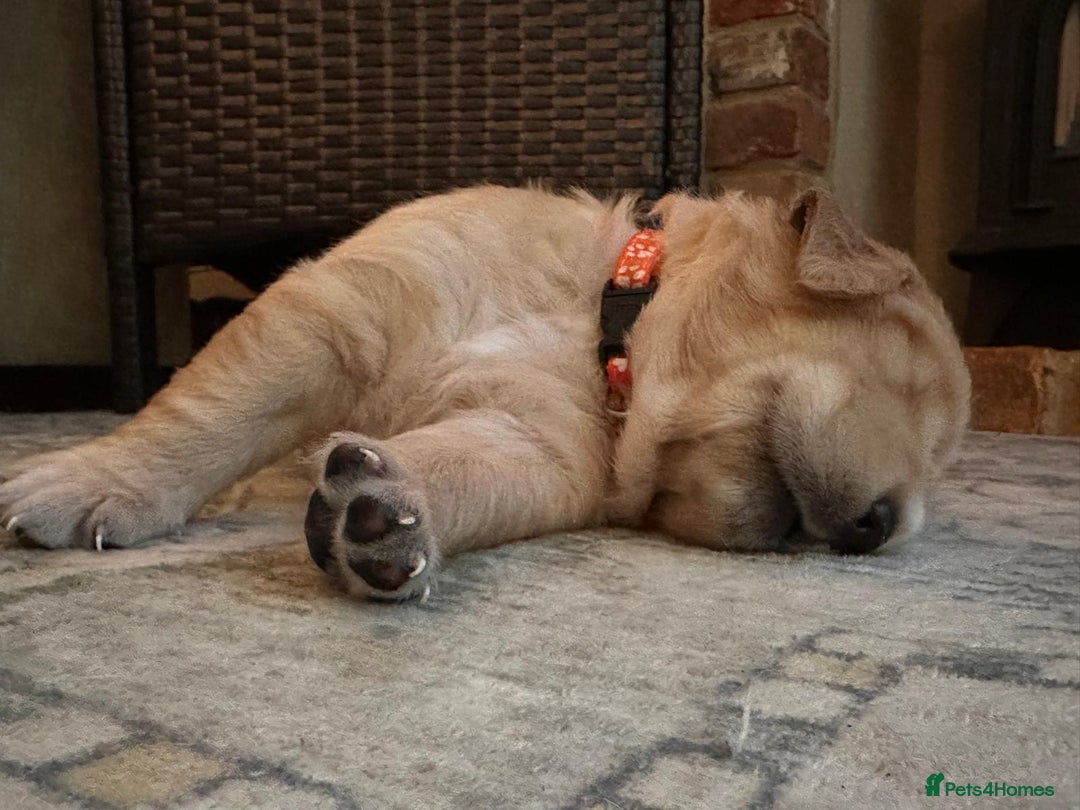 Golden Retriever dogs for sale: KC Reg Golden Retriever Pups - CHAMPION Bloodlines - Image 28