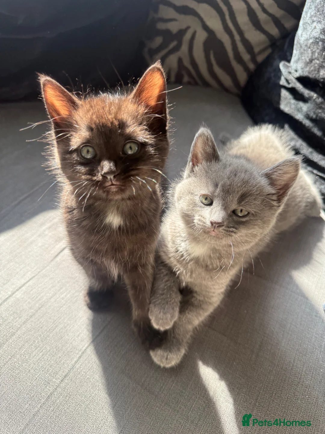 Mixed Breed cats for sale: 2 female kittens for sale  in Stockton-on-Tees - Advert 1