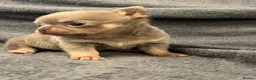 Chihuahua dogs for sale: BEAUTIFUL LILAC AND TAN BOY - Advert 13