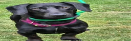 Dachshund dogs for sale: Dachshund puppies for sale - Advert 2