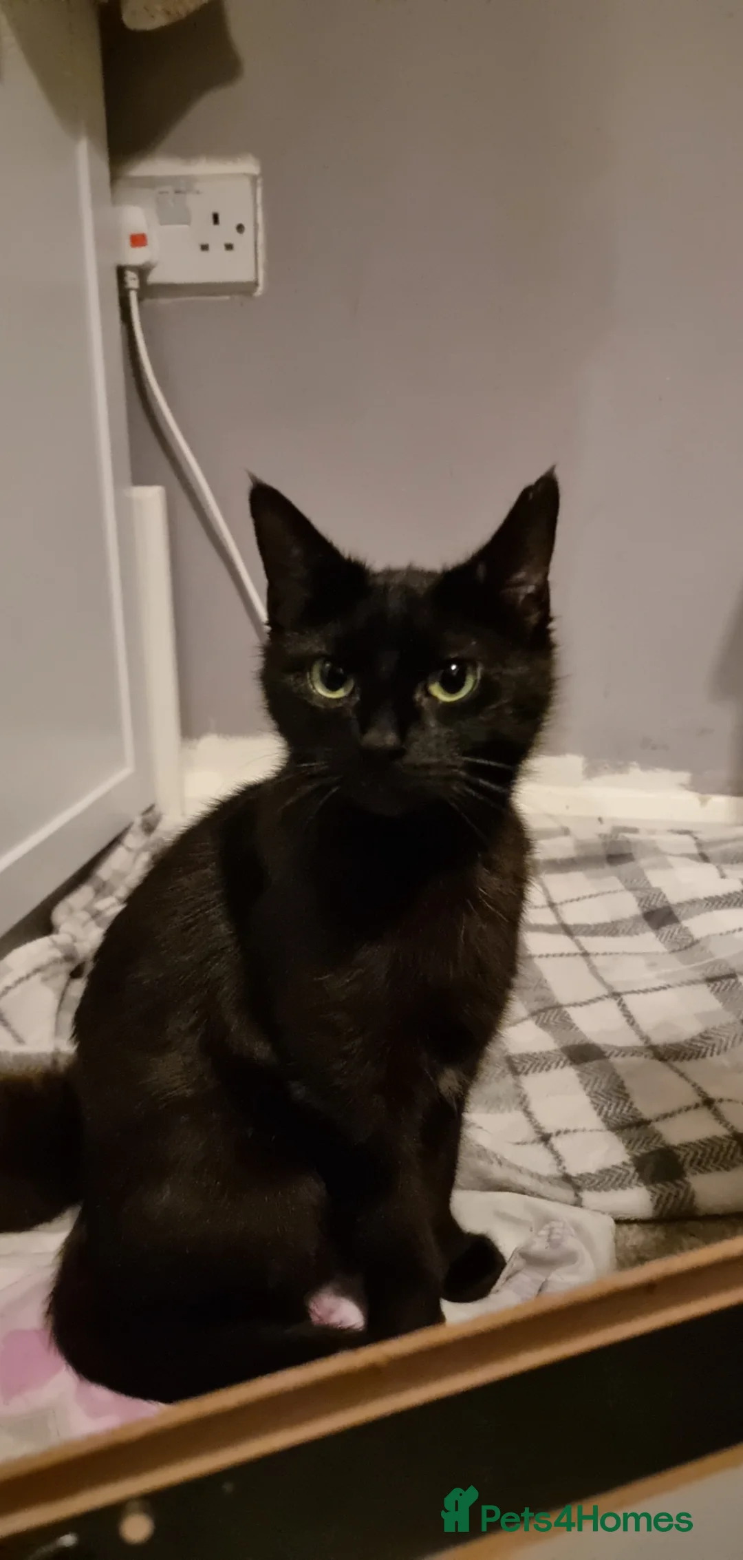 Mixed Breed cats for sale: Kittens for sale in New Milton - Advert 2