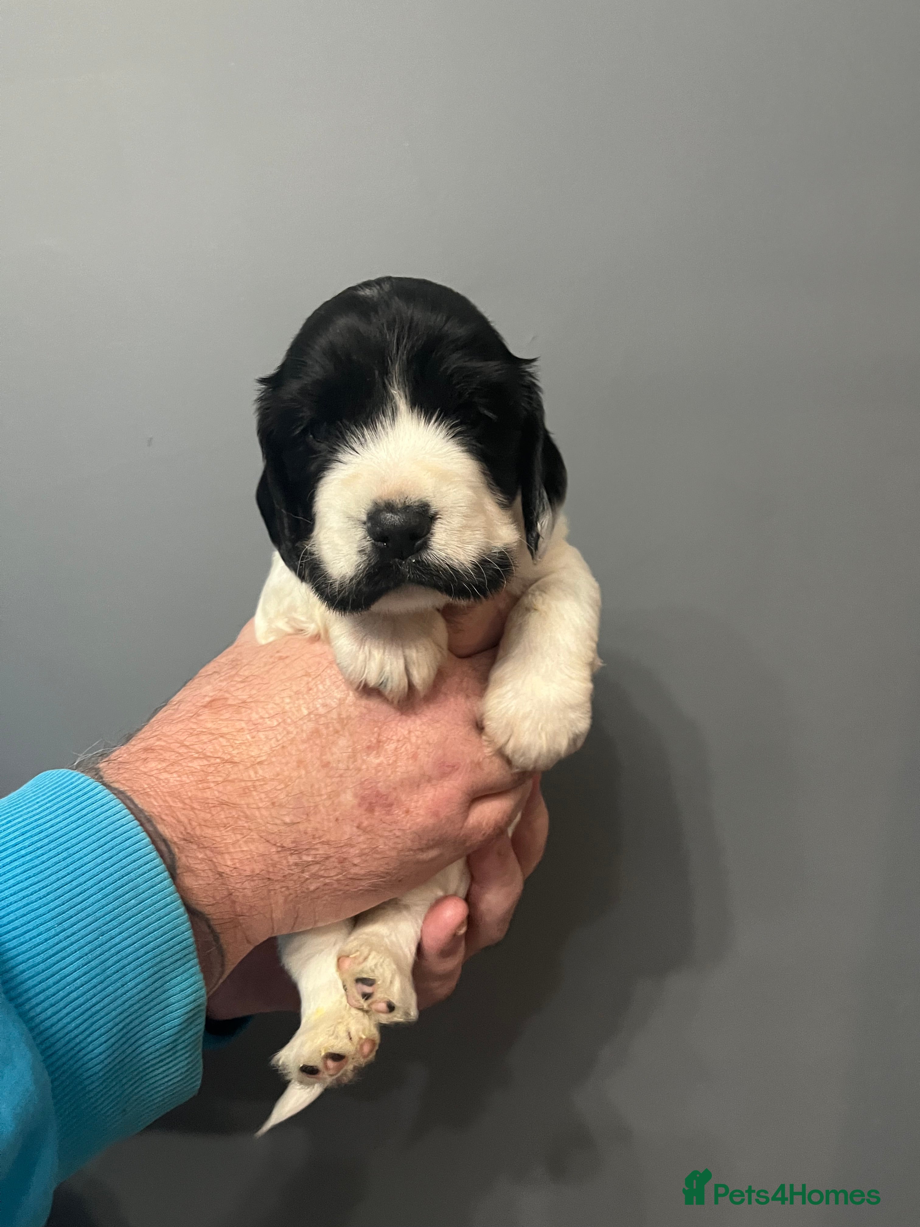 Sprocker dogs 1 CHUNKY 5* BLACK/WHITE SPROCKER BOY - Advert 12