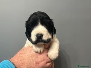 Sprocker dogs 1 CHUNKY 5* BLACK/WHITE SPROCKER BOY - Advert 12