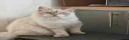 Mixed Breed cats for sale: Ragdoll mix with British shorthair  - Advert 1