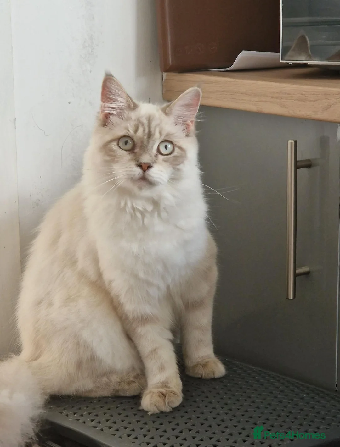 Mixed Breed cats for sale: Ragdoll mix with British shorthair  - Advert 1