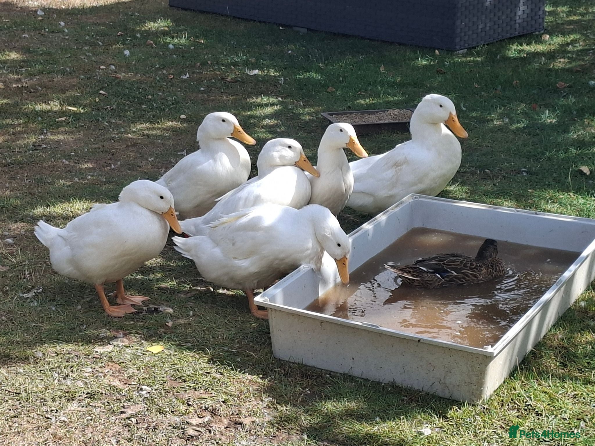 Ducks poultry Aylesbury ducks - Advert 8