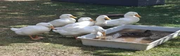 Ducks poultry for sale: Aylesbury ducks - Advert 1